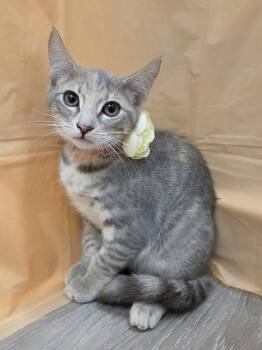 Domestic Short Hair and Tabby Cats Available for Adoption in Attalla, Alabama - Time | PetCurious