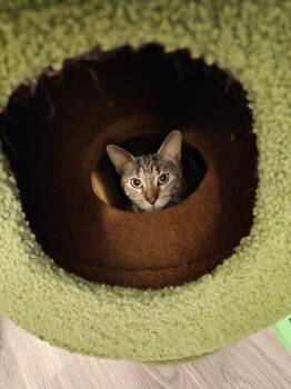 Tabby Cats Available for Adoption - Mia | PetCurious