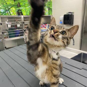 Billyboy -  Domestic Short Hair Cat Available for Adoption in Grand Rapids, Michigan - Billyboy | PetCurious