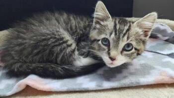 Flynn KITTEN RM -  Domestic Short Hair Cat for Adoption in Rockaway, New Jersey - Flynn KITTEN RM | PetCurious