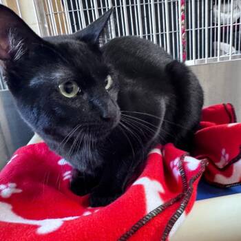 Domestic Short Hair Cats Available for Adoption - Manny | PetCurious