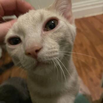 Hummus -  Domestic Short Hair Cat for Adoption in Harrisonburg, Virginia - Hummus | PetCurious