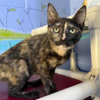 Lacey -  Domestic Short Hair Cat for Adoption in Stillwater, Oklahoma - Lacey | PetCurious