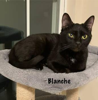 Domestic Short Hair Cats Available for Adoption - Blanche  | PetCurious