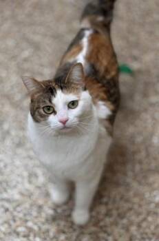 Claudia -  Domestic Short Hair Cat for Adoption in Hackensack, Minnesota - Claudia | PetCurious