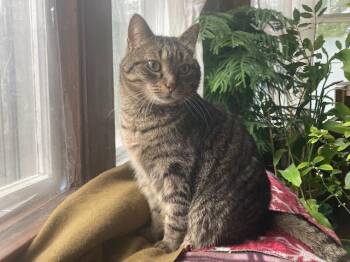 Qi -  Domestic Short Hair Cat for Adoption in Cumberland, Maine - Qi | PetCurious
