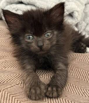 Santana -  Domestic Medium Hair Cat for Adoption in Candler, North Carolina - Santana | PetCurious