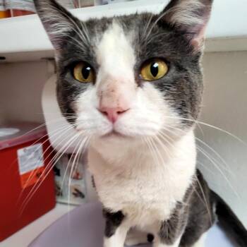 Domestic Short Hair Cats Available for Adoption - Alpha | PetCurious