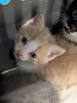 Domestic Short Hair Cats Available for Adoption - Shawarma | PetCurious