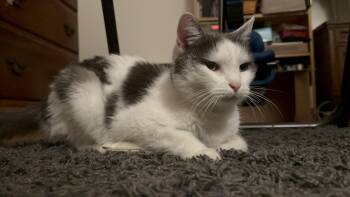 Rescue Domestic Short Hair Cats for Adoption in Philadelphia, Pennsylvania - Opal | PetCurious