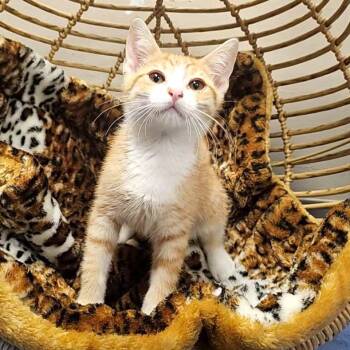 Peter -  Domestic Short Hair Cat for Adoption in Monroe, Michigan - Peter | PetCurious