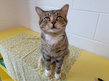 Schuyler -  Domestic Short Hair Cat for Adoption in Hamilton, Ohio - Schuyler | PetCurious