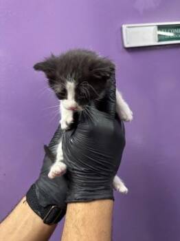 Domestic Medium Hair Cats Available for Adoption in El Paso, Texas - 60731697 | PetCurious