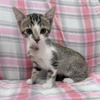 Carissa -  Domestic Short Hair Cat for Adoption in Jupiter, Florida - Carissa | PetCurious