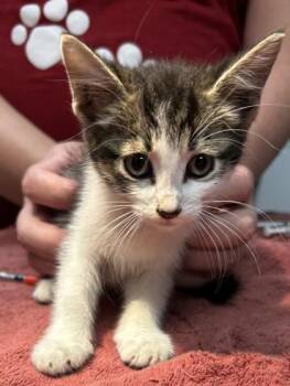 Nux -  Domestic Short Hair Cat for Adoption in Kansas City, Missouri - Nux | PetCurious