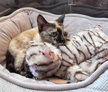 Siamese and Tortoiseshell Cats Available for Adoption in Westlake Village, California - Mishu | PetCurious