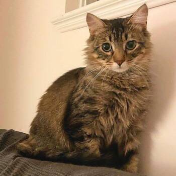 Rescue Domestic Medium Hair Cats for Adoption in Abbotsford, British Columbia - Toni | PetCurious