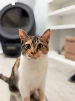Domestic Short Hair Cats Available for Adoption in Bellmawr, New Jersey - Miracle  | PetCurious