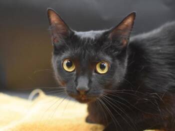 Kiara -  Domestic Short Hair Cat for Adoption in Portland, Oregon - Kiara | PetCurious