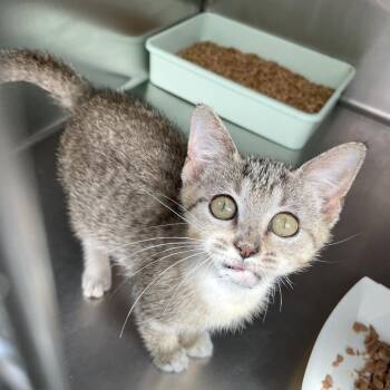 Wild Flower -  Domestic Short Hair Cat for Adoption in Carencro, Louisiana - Wild Flower | PetCurious