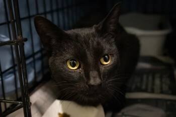 Domestic Short Hair Cats Available for Adoption - Dazzle (m) (FCID# 01/12/2026 - 502 Trainer) | PetCurious