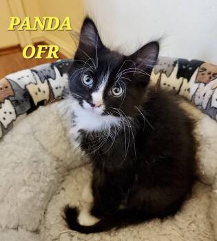 Rescue Domestic Medium Hair Cats for Adoption in Owasso, Oklahoma - Panda | PetCurious