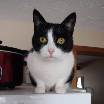 Domestic Short Hair Cats Available for Adoption in Hopkinton, Massachusetts - Tux (FKA As Bass) | PetCurious