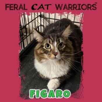 Domestic Long Hair Cats Available for Adoption in Kingman, Arizona - Figaro | PetCurious