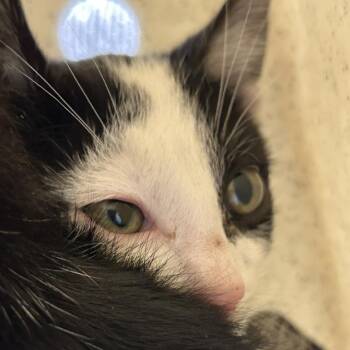 Leek -  Domestic Short Hair Cat for Adoption in Salt Lake City, Utah - Leek | PetCurious