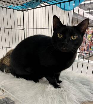 Rescue Domestic Short Hair Cats for Adoption in Pickering, Ontario - Willy | PetCurious