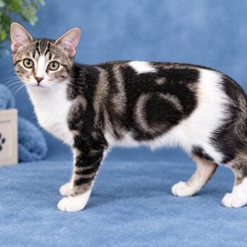 Maisie -  Domestic Medium Hair Cat for Adoption in Lewisville, Texas - Maisie | PetCurious