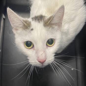 Isla -  Domestic Short Hair Cat for Adoption in Allentown, Pennsylvania - Isla | PetCurious