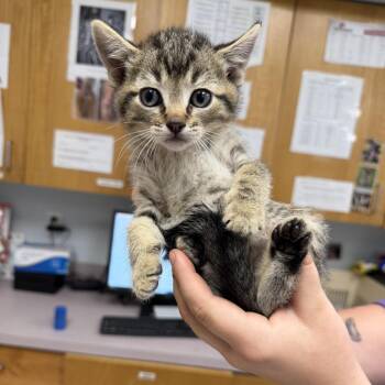 Pendulum -  Domestic Short Hair Cat for Adoption in Durango, Colorado - Pendulum | PetCurious