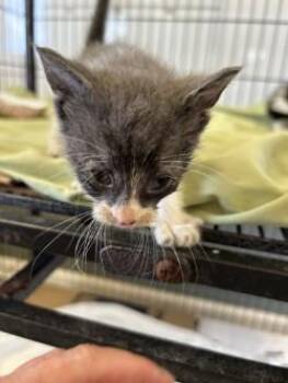 Keats -  Domestic Short Hair Cat for Adoption in West Memphis, Arkansas - Keats | PetCurious