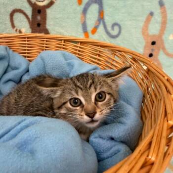 Floria -  Domestic Short Hair Cat for Adoption in Riverwoods, Illinois - Floria | PetCurious