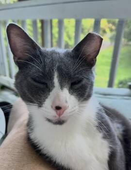 Domestic Short Hair Cats Available for Adoption in Hughesville, Maryland - Skippy | PetCurious