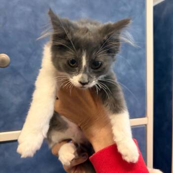 Mooney -  Domestic Long Hair Cat for Adoption in Dearborn, Michigan - Mooney | PetCurious