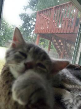 Button -  Domestic Short Hair Cat for Adoption in Battle Ground, Washington - Button | PetCurious