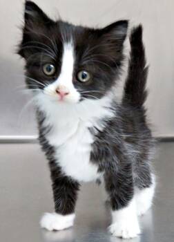 Gevalia -  Domestic Short Hair Cat for Adoption in Lexington, Virginia - Gevalia | PetCurious