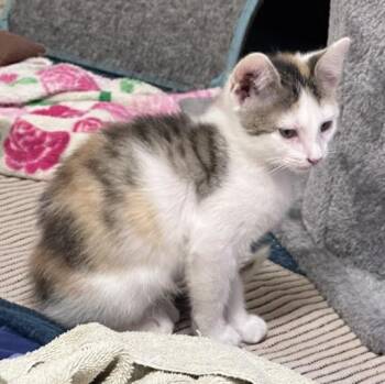 ZOEY -  Domestic Short Hair Cat for Adoption in Loveland, Colorado - ZOEY | PetCurious
