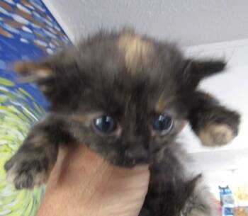 Rescue Domestic Medium Hair and Domestic Short Hair Cats for Adoption in West Memphis, Arkansas - Babs | PetCurious