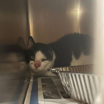 Gordon -  Domestic Short Hair Cat for Adoption in Asheville, North Carolina - Gordon | PetCurious