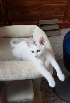 Rescue Turkish Van and Domestic Short Hair Cats for Adoption in Cincinnati, Ohio - Ducktail (ducky) | PetCurious