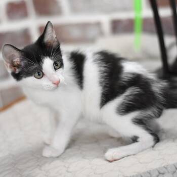 Rescue Domestic Short Hair Cats for Adoption in Conroe, Texas - Smudge (Firehouse Litter) | PetCurious