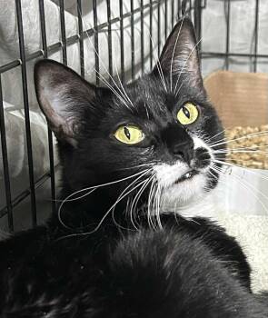 Rescue Domestic Short Hair Cats for Adoption in Westfield, Massachusetts - Pillow | PetCurious
