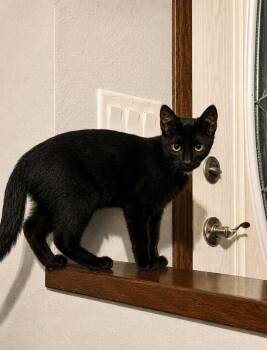 Marty -  Domestic Short Hair Cat for Adoption in Skyline, Minnesota - Marty | PetCurious