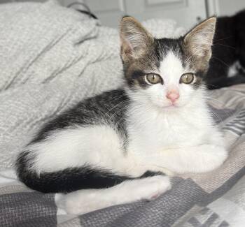 Hemingway -  Domestic Short Hair and Tabby Cat for Adoption in Germansville, Pennsylvania - Hemingway | PetCurious