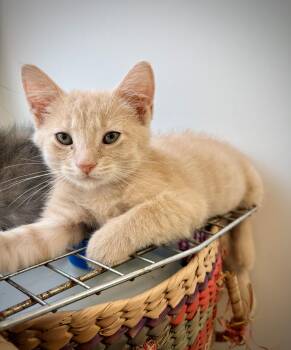Noodle -  Domestic Short Hair Cat for Adoption in Kalamazoo, Michigan - Noodle | PetCurious