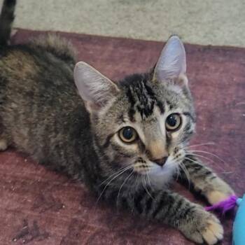 Maeve -  Domestic Short Hair Cat for Adoption in Litchfield Park, Arizona - Maeve | PetCurious