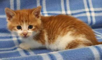 Domestic Short Hair Cats Available for Adoption in Thief River Falls, Minnesota - Brains | PetCurious